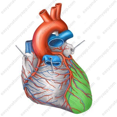 Left ventricle (ventriculus sinister)